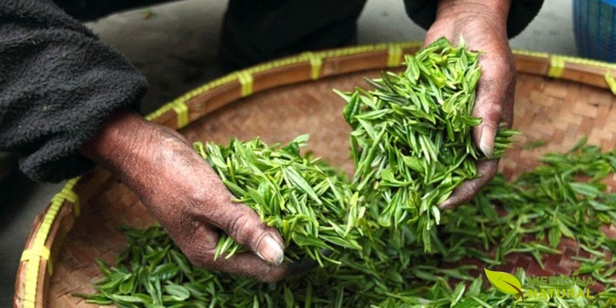 As folhas frescas de Camellia sinensis cobertas de orvalho matinal representam o momento ideal para a colheita. A umidade natural do orvalho mantém as folhas túrgidas e facilita o processo de colheita sem causar danos mecânicos. Além disso, as temperaturas mais amenas da manhã preservam melhor os compostos voláteis aromáticos que seriam perdidos sob o calor do meio-dia. A coloração verde brilhante e a textura lisa e cerosa das folhas indicam saúde vegetal ótima e alto conteúdo de clorofila.