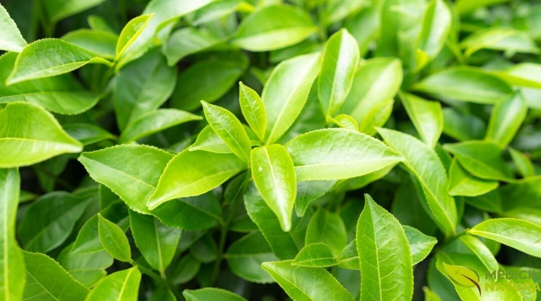 EGCG do Chá Verde: Saiba Como Essas Catequinas Agem no Corpo