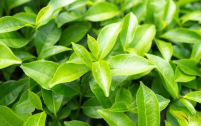 EGCG do Chá Verde: Saiba Como Essas Catequinas Agem no Corpo