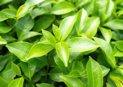 As folhas jovens da planta Camellia sinensis contêm as maiores concentrações de EGCG. O processo de colheita manual das folhas mais tenras garante um chá de qualidade superior. A oxidação mínima durante o processamento preserva as catequinas, diferenciando o chá verde do preto.