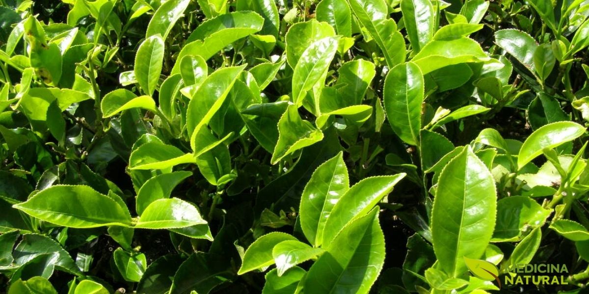 A qualidade visual das folhas de chá verde é um indicador confiável de sua frescura e potencial terapêutico. Folhas de alta qualidade apresentam uma cor verde vibrante e uniforme, sem manchas amareladas ou marrons que indicariam oxidação indesejada ou armazenamento inadequado. A textura deve ser firme, mas não quebradiça, e as folhas devem estar inteiras ou minimamente fragmentadas. Ao observar de perto, é possível identificar os tricomas (pequenos pelos) nas folhas jovens, um sinal de colheita no momento ideal.