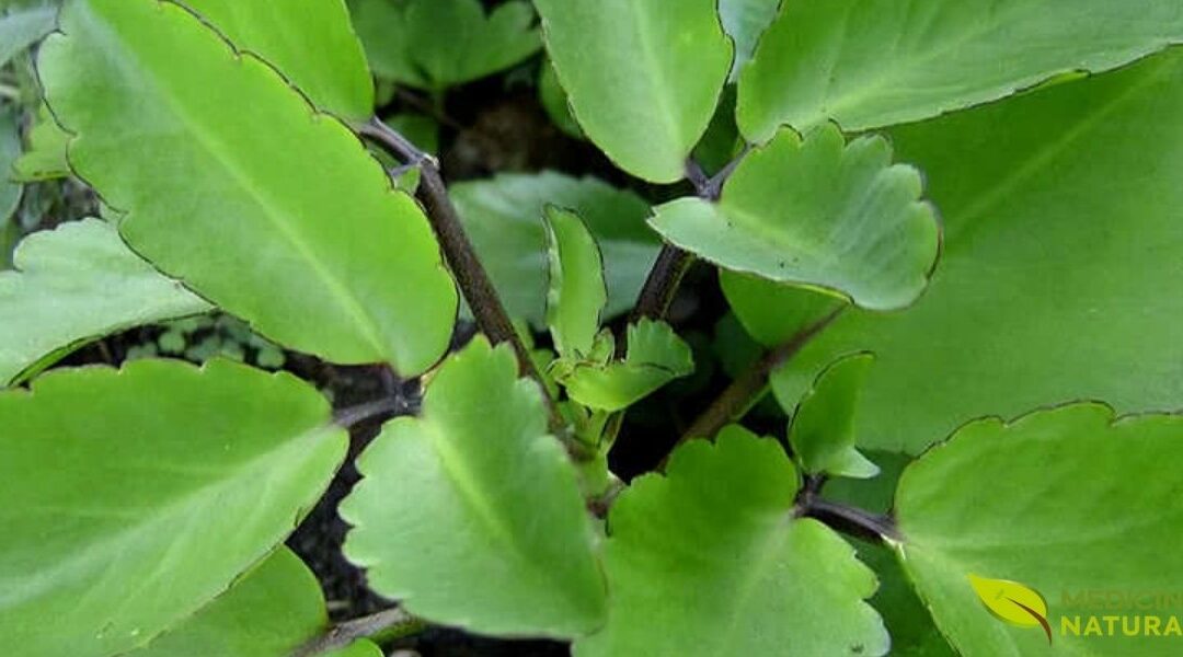 Folha-da-Fortuna: Benefícios, Usos e Contraindicações