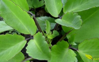 Folha-da-Fortuna: Benefícios, Usos e Contraindicações