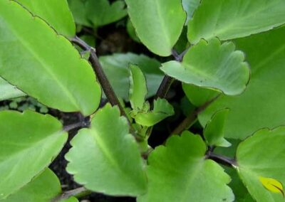 Folhas grandes e suculentas de Kalanchoe pinnata crescendo em seu habitat natural. As folhas carnudas armazenam água e contêm compostos bioativos como bufadienolides, flavonoides e ácidos orgânicos, responsáveis por suas propriedades medicinais.