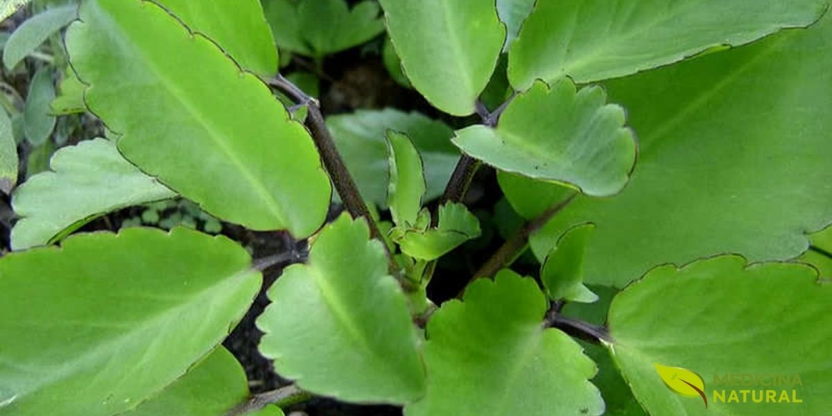 Folhas grandes e suculentas de Kalanchoe pinnata crescendo em seu habitat natural. As folhas carnudas armazenam água e contêm compostos bioativos como bufadienolides, flavonoides e ácidos orgânicos, responsáveis por suas propriedades medicinais.