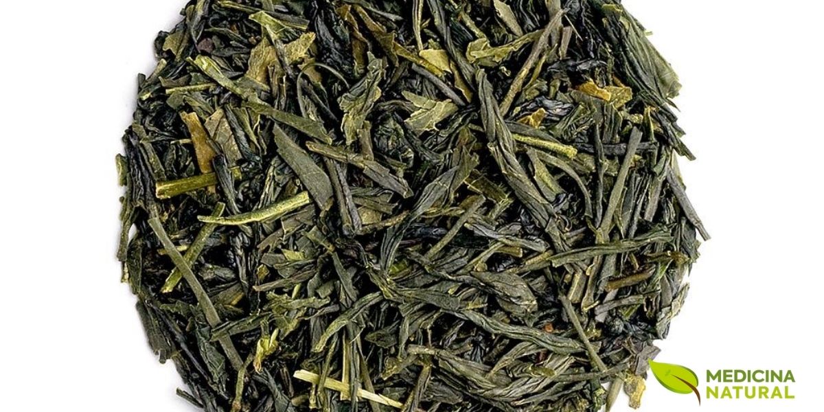 Folhas de Gyokuro, o chá verde japonês mais nobre e refinado, com coloração verde-esmeralda intensa resultado do sombreamento pré-colheita que aumenta dramaticamente os níveis de clorofila e L-teanina. As plantas são cobertas com esteiras de bambu por três semanas antes da colheita, forçando-as a produzir mais compostos doces e menos catequinas amargas. O resultado é um chá de doçura incomparável e sabor umami profundo, preparado a temperaturas muito baixas (50-60°C) para preservar sua delicadeza. É considerado o pináculo da produção de chá verde japonês.