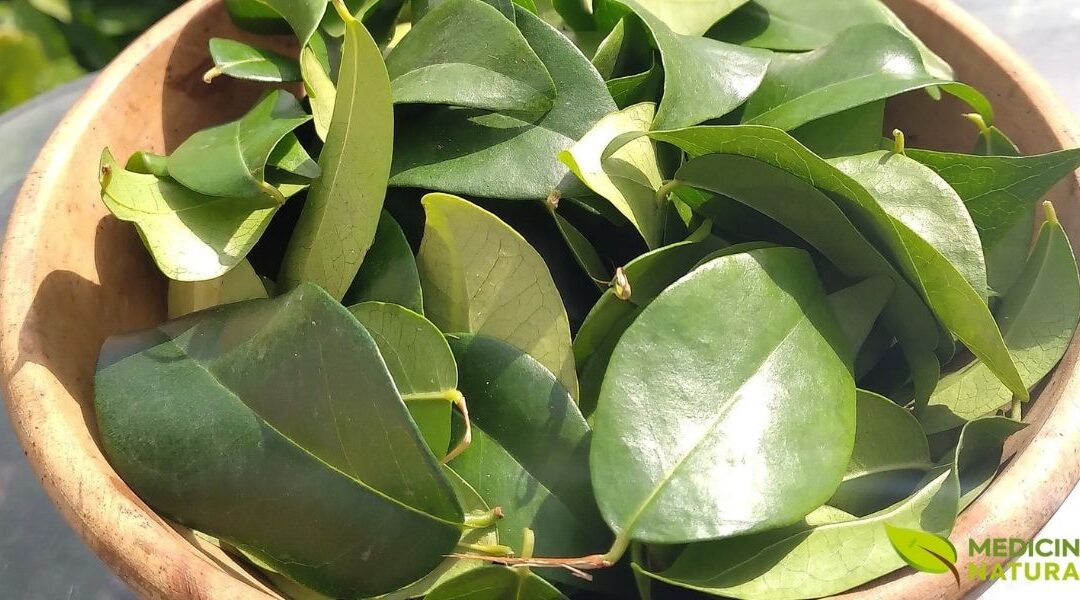 Chá de Pitanga: Propriedades da Folha da Pitangueira