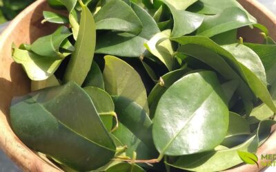 Chá de Pitanga: Propriedades da Folha da Pitangueira