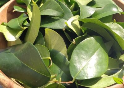 Folhas frescas de pitanga (Eugenia uniflora L.) cuidadosamente selecionadas e preparadas para o uso medicinal, representando a matéria-prima de excelência para o preparo do tradicional chá terapêutico. Estas folhas, colhidas de plantas orgânicas cultivadas sem o uso de agrotóxicos, preservam a integridade de seus compostos bioativos, incluindo os valiosos flavonoides quercetina e miricetina, taninos adstringentes e óleos essenciais aromáticos. A coloração verde-escura vibrante e a textura firme são indicadores visuais da frescura e da qualidade das folhas, características essenciais para garantir a máxima eficácia terapêutica da infusão.