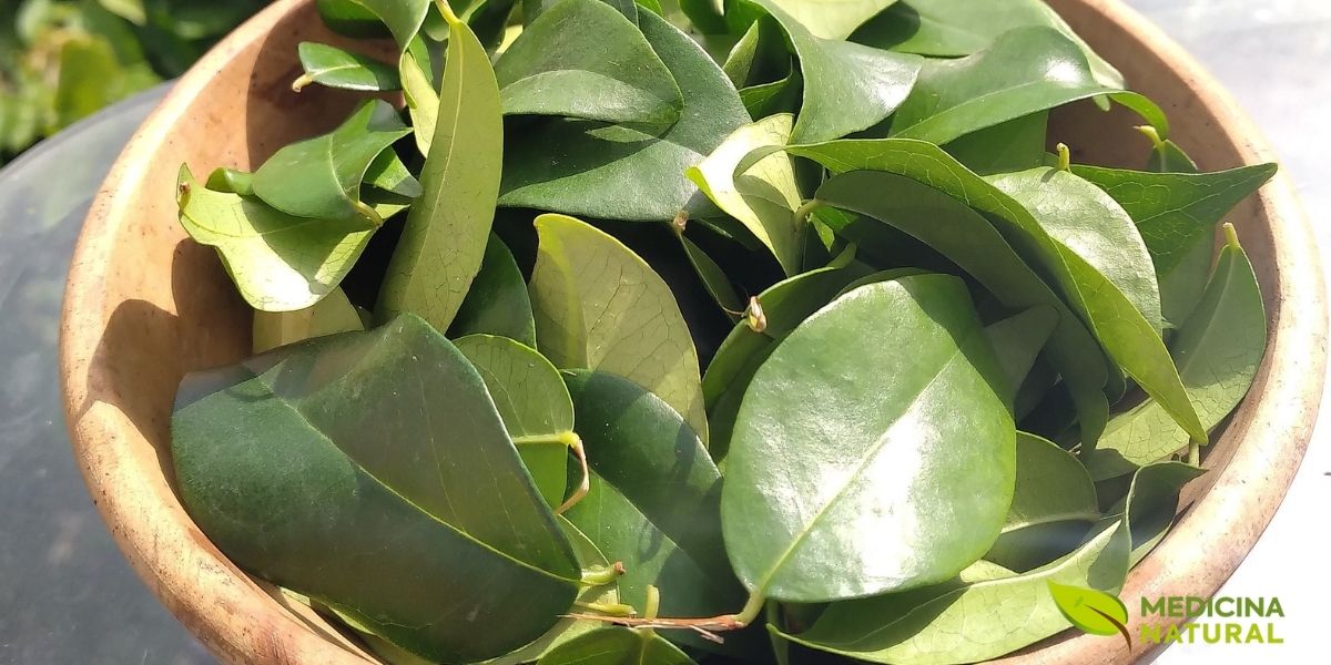 Folhas frescas de pitanga (Eugenia uniflora L.) cuidadosamente selecionadas e preparadas para o uso medicinal, representando a matéria-prima de excelência para o preparo do tradicional chá terapêutico. Estas folhas, colhidas de plantas orgânicas cultivadas sem o uso de agrotóxicos, preservam a integridade de seus compostos bioativos, incluindo os valiosos flavonoides quercetina e miricetina, taninos adstringentes e óleos essenciais aromáticos. A coloração verde-escura vibrante e a textura firme são indicadores visuais da frescura e da qualidade das folhas, características essenciais para garantir a máxima eficácia terapêutica da infusão.