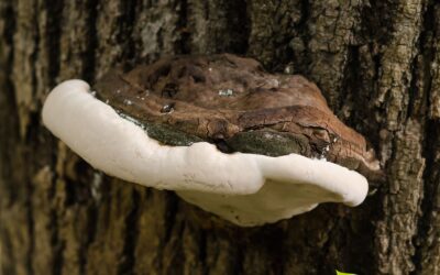 Fomes fomentarius (COGUMELO BOLETUS; FUNGO-PAVIO)