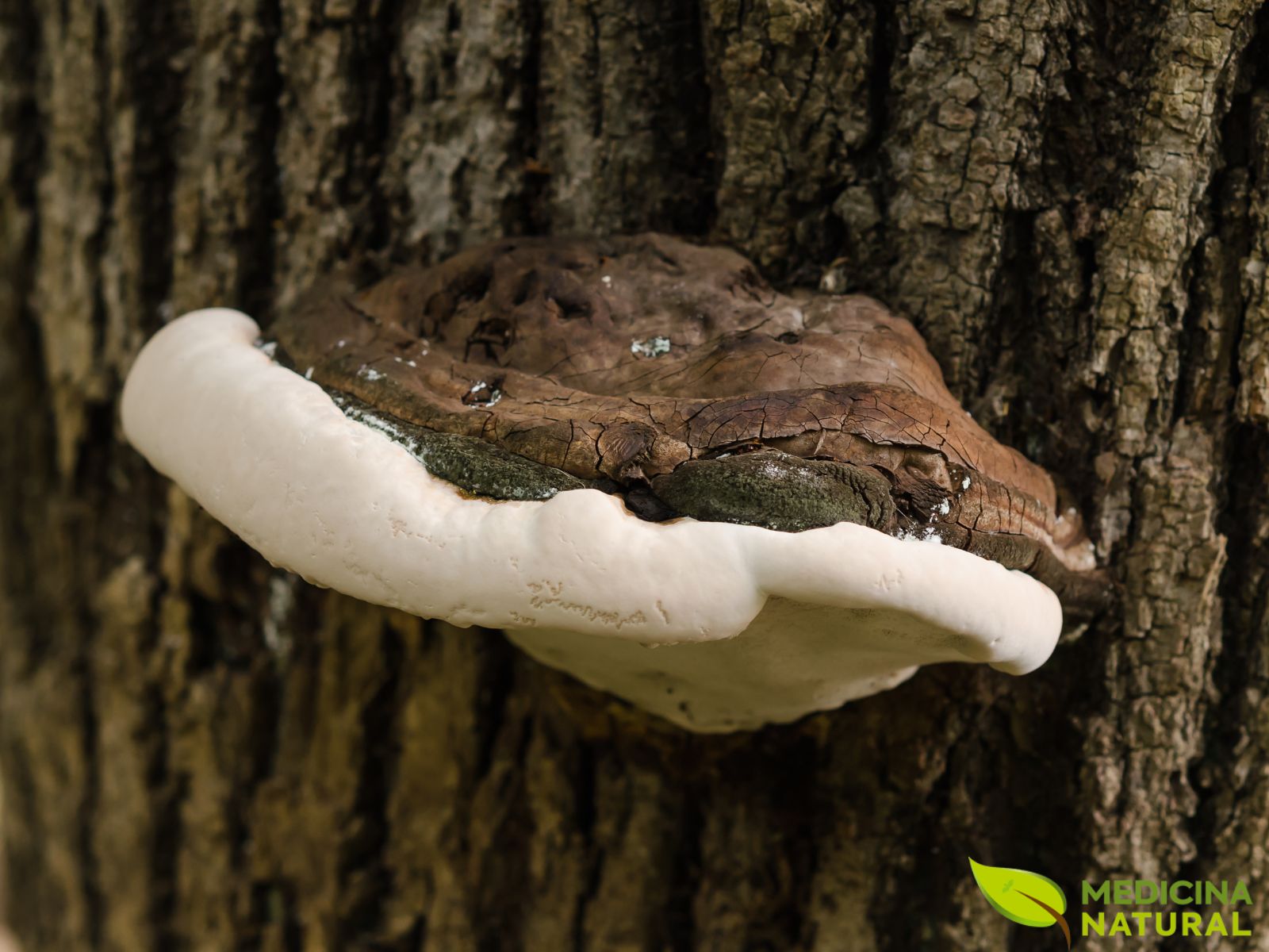 Fomes fomentarius - COGUMELO-BOLETUS; FUNGO-PAVIO