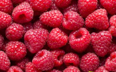 Rubus idaeus (FRAMBOESA; FRAMBOESEIRA)