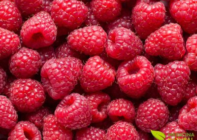 Framboesa - Rubus idaeus