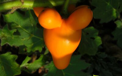 Solanum mammosum – FRUTA-DO-DIABO; MAMILÃO; NIPPLEFRUIT