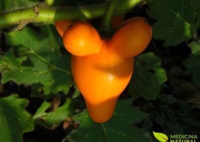Solanum mammosum - FRUTA-DO-DIABO; MAMILÃO; NIPPLEFRUIT