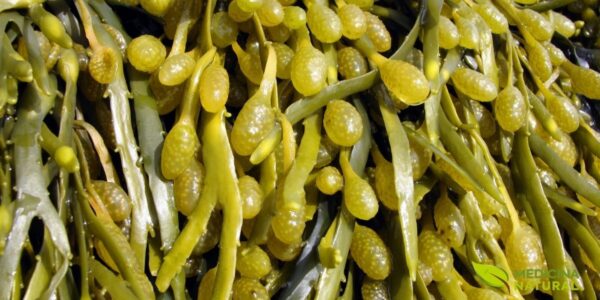As vesículas de ar da Fucus vesiculosus, que dão à alga seu nome 'vesiculosus', são proeminentes, e as frondes dicotomicamente ramificadas mostram a morfologia típica da espécie. Esta imagem destaca a beleza intrínseca e a complexidade desta importante alga marinha medicinal.