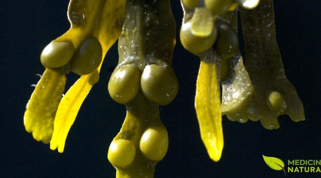 Fucus vesiculosus: Guia de Saúde Completo da Alga Marinha