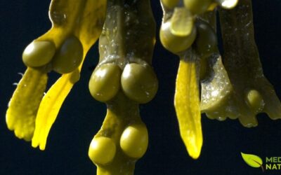 Fucus vesiculosus: Guia de Saúde Completo da Alga Marinha