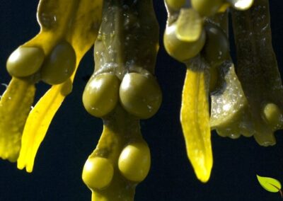 Fucus vesiculosus