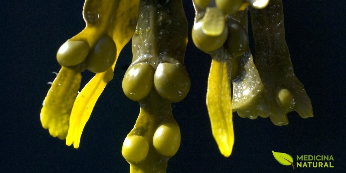 Fucus vesiculosus