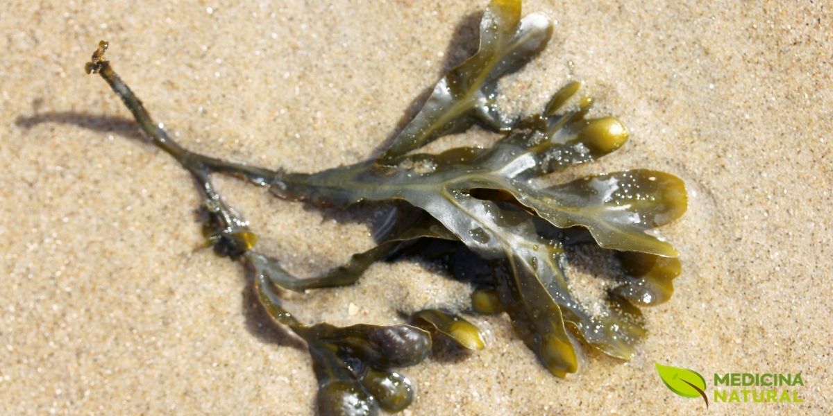 A Fucus vesiculosus é típica de áreas costeiras rochosas da zona entremarés, onde enfrenta variações constantes de salinidade, umidade e exposição. Esse habitat molda sua estrutura coriácea, as ramificações firmes e as vesículas de ar características, que ajudam a distinguir a espécie entre as algas pardas de regiões marinhas e salobras.