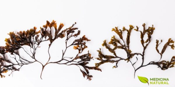 Na forma desidratada, Fucus vesiculosus preserva o aspecto coriáceo, o recorte das ramificações e a identidade botânica que torna a espécie tão distinta entre as algas marinhas. A secagem costuma evidenciar ainda mais a estrutura do talo, a nervura central e o perfil robusto que marca essa matéria-prima de origem costeira.