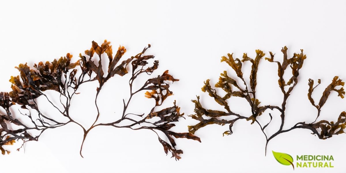 Na forma desidratada, Fucus vesiculosus preserva o aspecto coriáceo, o recorte das ramificações e a identidade botânica que torna a espécie tão distinta entre as algas marinhas. A secagem costuma evidenciar ainda mais a estrutura do talo, a nervura central e o perfil robusto que marca essa matéria-prima de origem costeira.