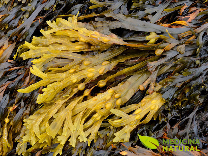 Fucus vesiculosus