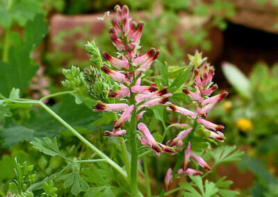 A Fumaria officinalis, conhecida por suas propriedades depurativas, é uma aliada no tratamento de problemas de pele como eczema e psoríase. Seus componentes ativos, como os alcaloides, atuam de forma anti-inflamatória, promovendo a saúde da pele e do fígado. Esta imagem ilustra a delicadeza da planta, que floresce em tons de rosa e púrpura.