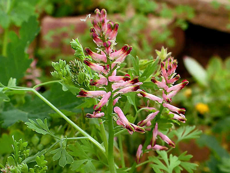 Fumária – Fumaria officinalis Fumária - Fumaria officinalis
