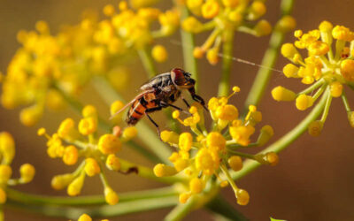 Funcho: saiba para que serve o chá