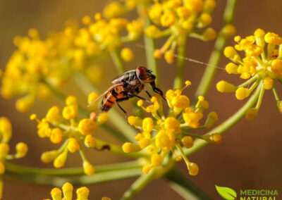 Funcho - Foeniculum vulgare