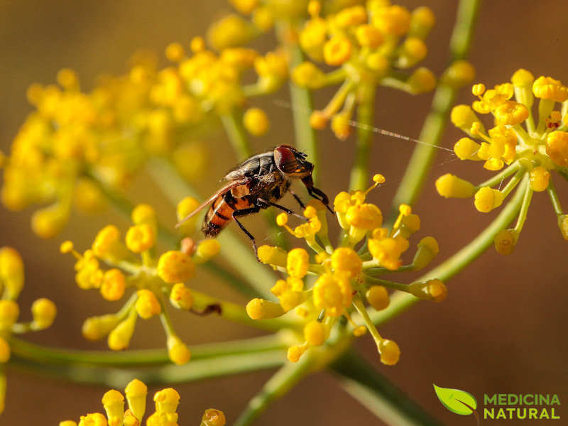 Funcho - Foeniculum vulgare