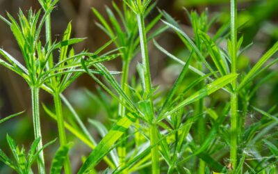 Galium aparine (AMOR-DO-HORTELÃO)