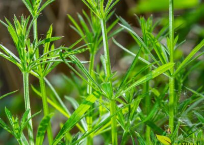 Galium aparine - AMOR-DE-HORTELÃO