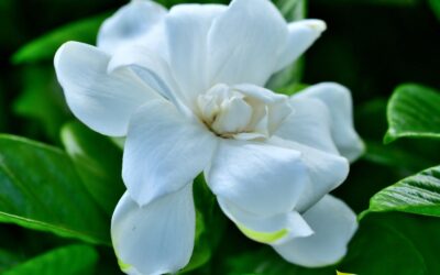 Gardenia jasminoides – GARDÊNIA-COMUM; JASMIM-DO-CABO