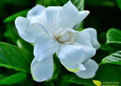 Gardenia jasminoides - GARDÊNIA-COMUM; JASMIM-DO-CABO