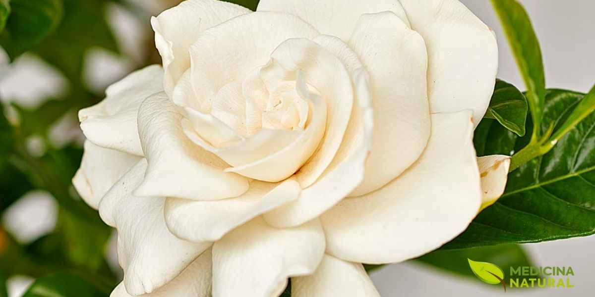 Gardenia jasminoides Ellis (Rubiaceae) é um arbusto perene de folhas brilhantes, verde-escuras e coriáceas, que pode atingir de 1 a 3 metros de altura. As flores são o destaque absoluto da planta: grandes (5-12 cm de diâmetro), brancas, com pétalas aveludadas que se sobrepõem em camadas, criando uma aparência de rosa ou camelia. Elas desabrocham em um branco puro e cremoso, exalando um perfume doce, intenso e inebriante que lembra o jasmim, mas com notas mais profundas e almiscaradas. À medida que envelhecem, as flores adquirem um tom amarelado ou marfim antes de murcharem. A floração ocorre principalmente no final da primavera e verão. Embora as flores sejam o símbolo de beleza e perfumaria, são os frutos que concentram as propriedades medicinais mais importantes.