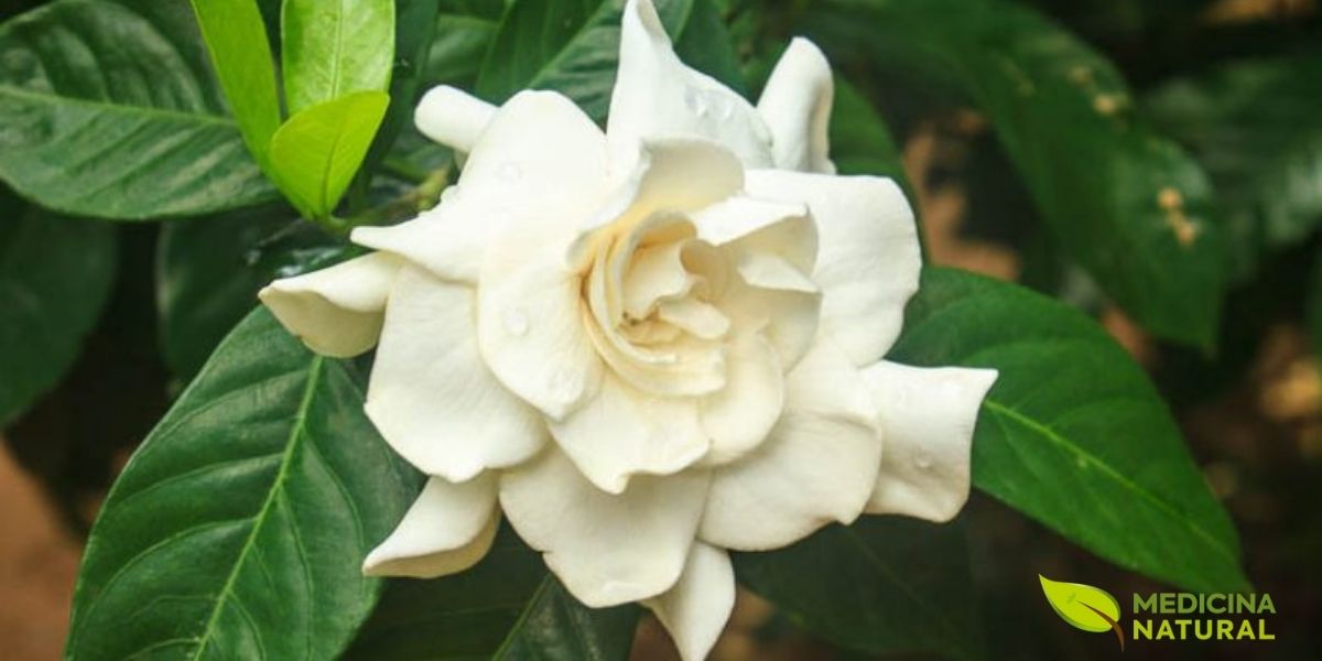 A Gardenia jasminoides é uma planta de dupla personalidade: ornamental e medicinal. Suas flores brancas perfumadas são um símbolo de beleza, elegância e pureza, amplamente cultivadas em jardins e usadas em perfumaria e aromaterapia por seu aroma celestial e propriedades relaxantes. Já seus frutos laranja-avermelhados, o Zhi Zi da Medicina Tradicional Chinesa, são uma potência terapêutica, usados há séculos para tratar ansiedade, insônia, febre, icterícia e inflamações. Esta dualidade torna a Gardênia única: a flor que acalma a alma com seu perfume e o fruto que esfria e cura o corpo de dentro para fora. É um exemplo perfeito de como a natureza pode unir beleza e cura em uma única planta.