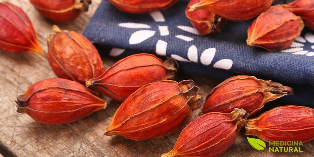 Os frutos da Gardenia jasminoides, conhecidos na Medicina Tradicional Chinesa como Zhi Zi (栀子), são a parte medicinal mais importante da planta. Eles se desenvolvem após a floração, amadurecendo no outono. Quando frescos, são ovoides ou oblongos, de cor laranja-avermelhada vibrante, com uma casca lisa e brilhante e um cálice persistente no topo. Quando secos para uso medicinal, adquirem uma cor marrom-avermelhada ou amarelada, com uma textura enrugada. Dentro, contêm sementes pequenas e achatadas. O fruto seco é amargo e frio na natureza, segundo a MTC, e é rico em geniposídeo (até 10%) e crocina, compostos responsáveis por suas potentes ações anti-inflamatórias, hepatoprotetoras, antipirética e ansiolíticas. O Zhi Zi é usado para "limpar o calor" do corpo, tratar icterícia, insônia com agitação, febre e inflamações. Fonte: Dragon Tea House.