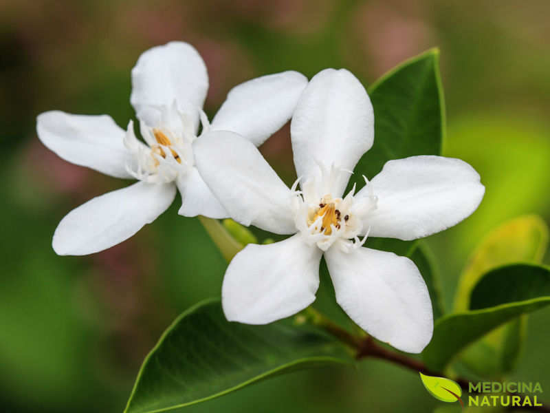 Gardênia - Gardenia jasminoides
