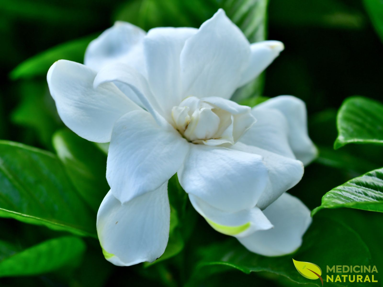 Gardênia - Gardenia jasminoides