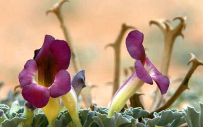 Garra-do-diabo: saiba para que serve