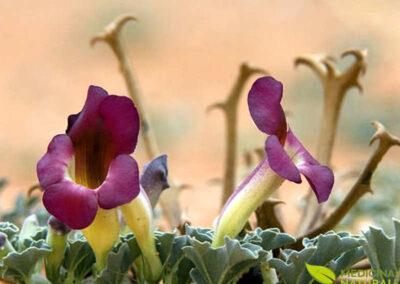 Garra-do-diabo - Harpagophytum procumbens