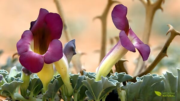 Garra-do-diabo - Harpagophytum procumbens