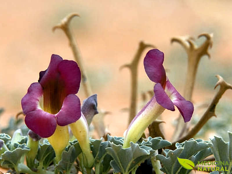 Garra-do-diabo - Harpagophytum procumbens
