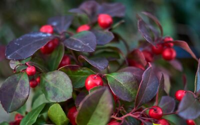 Gaultheria procumbens – CHÁ-MONTÊS; GUALTÉRIA; WINTERGREEN