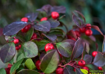 Gualtéria - Wintergreen - Gaultheria procumbens