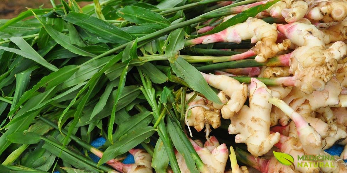 Incluído na RENISUS por sua eficácia comprovada contra náuseas e vômitos, especialmente em gestantes e pacientes oncológicos. O SUS disponibiliza o gengibre como alternativa segura aos antieméticos sintéticos, reduzindo custos e efeitos colaterais no tratamento de distúrbios digestivos.